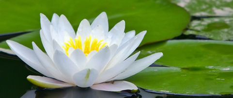the art of mediumship